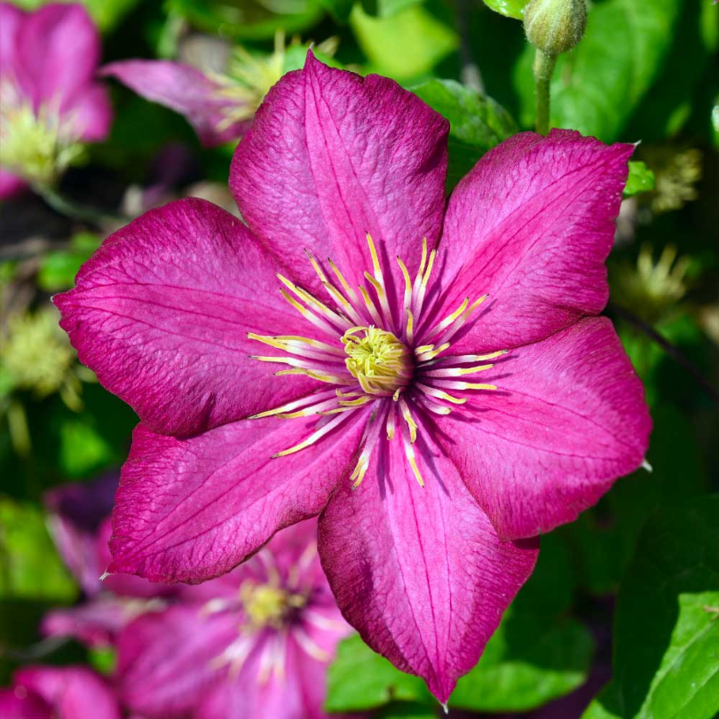 Clematita Ville de Lyon, Clematis