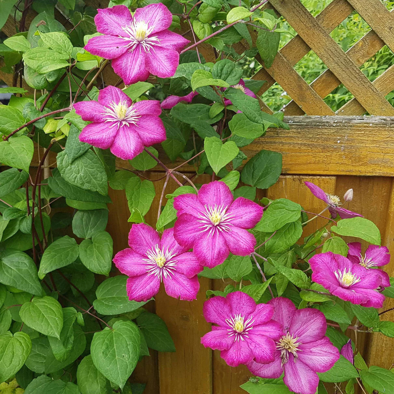 Clematita Ville de Lyon, Clematis