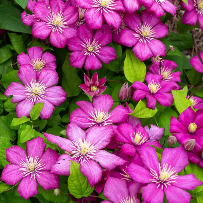 Clematita Ville de Lyon, Clematis