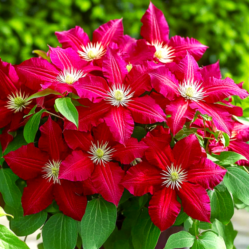 Clematita Red Star, Clematis