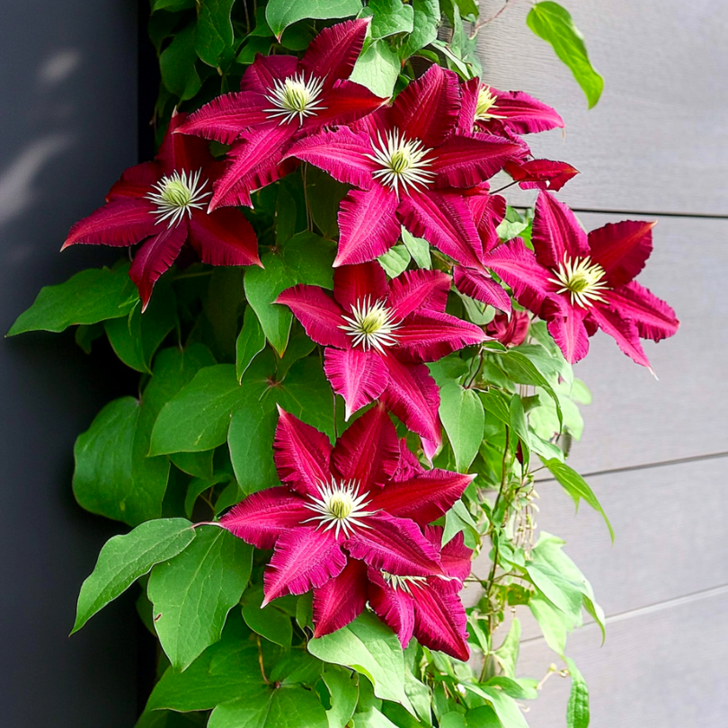 Clematita Red Star, Clematis