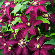 Clematita Niobe, Clematis