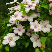 Clematita Jan Pawel II, Clematis