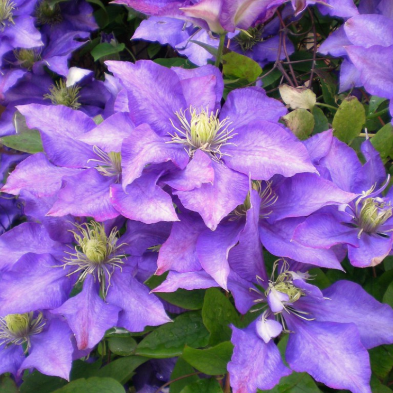 Clematita Daniel Deronda, Clematis