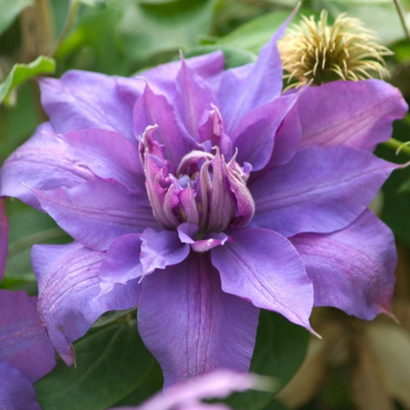 Clematita, Clematis Vyvyan Pennell