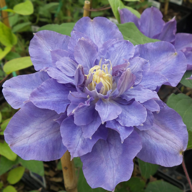 Clematita, Clematis Vyvyan Pennell