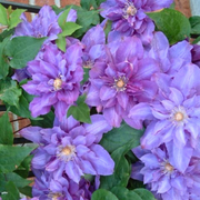 Clematita, Clematis Vyvyan Pennell
