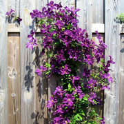 Clematita, Clematis The President