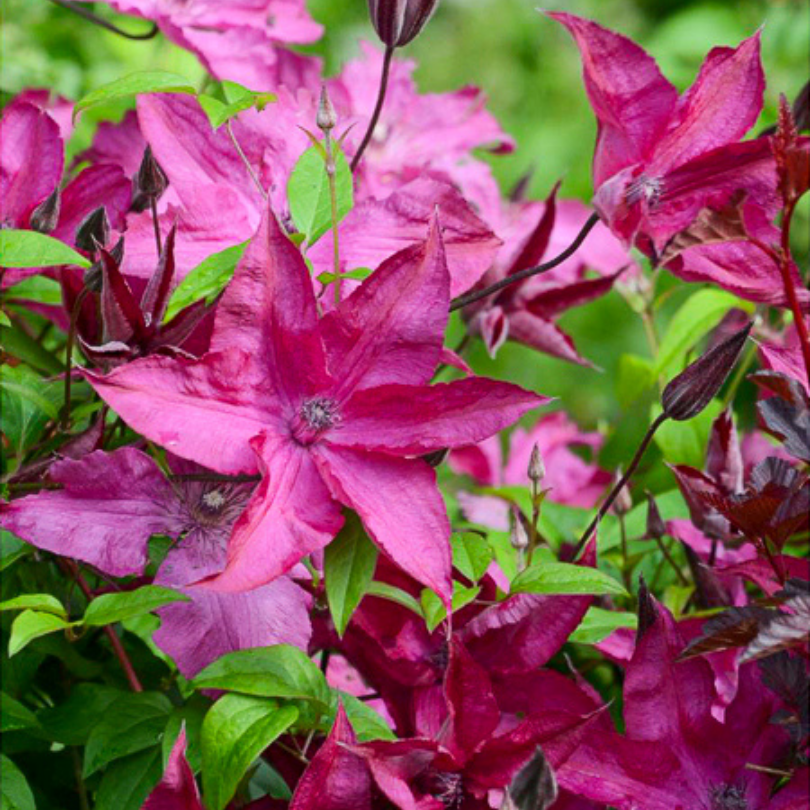 Clematita, Clematis Syrena