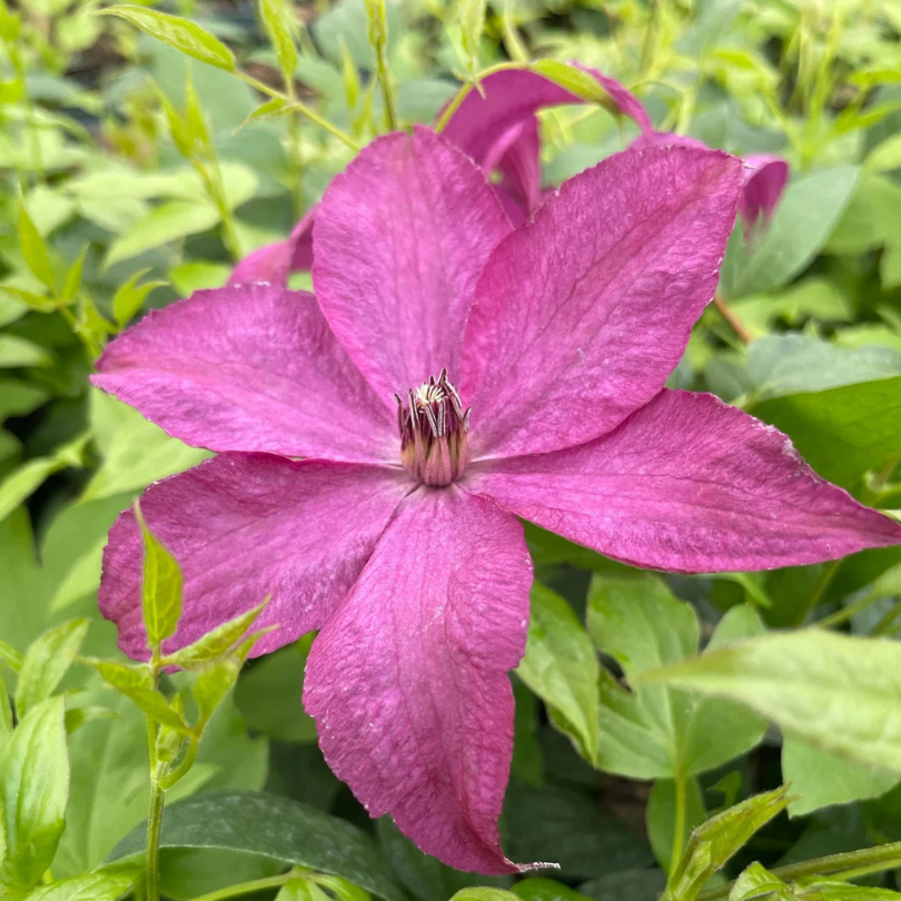 Clematita, Clematis Syrena