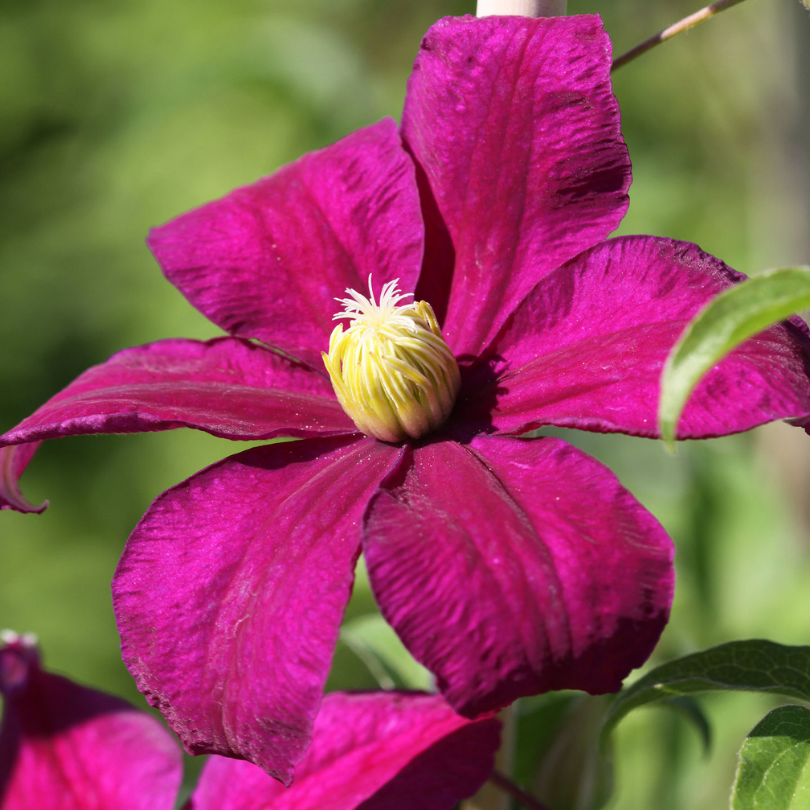 Clematita, Clematis Sunset