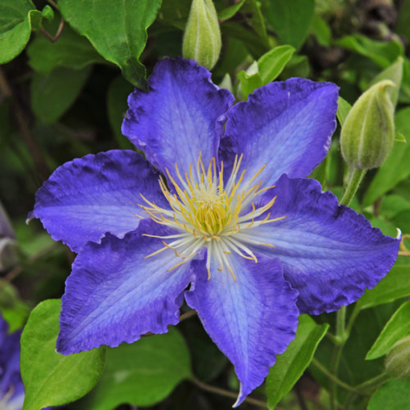 Clematita, Clematis Stefan Franczak