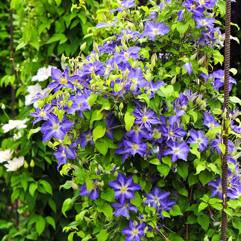 Clematita, Clematis Stefan Franczak