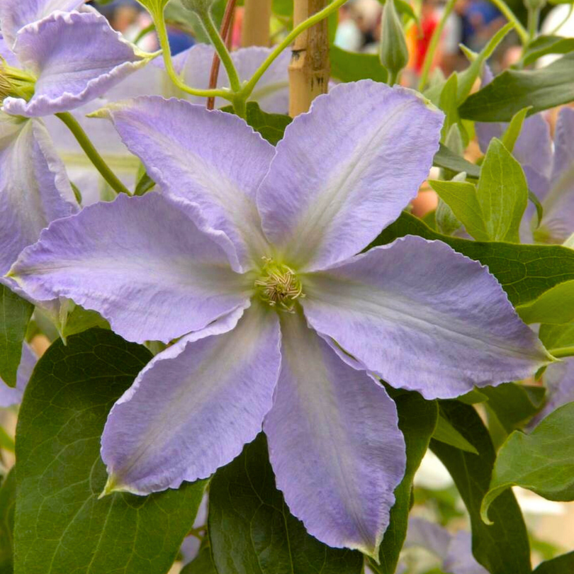 Clematita, Clematis Lech Walesa