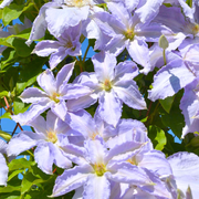 Clematita, Clematis Lech Walesa