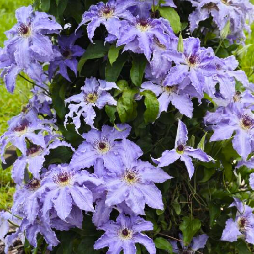Clematita, Clematis Laura