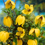 Clematita Bill MacKenzie, Clematis