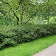 Caprifoi Tarator, Lonicera Nitida Elegant