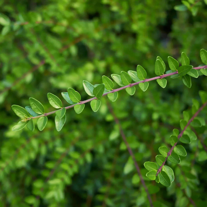 Caprifoi Tarator, Lonicera Nitida Elegant