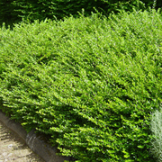 Caprifoi Tarator, Lonicera Nitida Maigrun