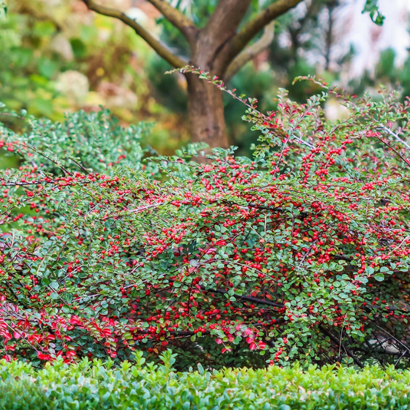 Cotoneaster Tarator, Cotoneaster Horizontalis