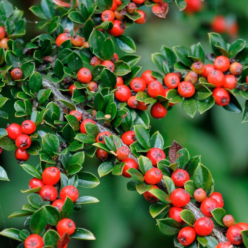 Cotoneaster Tarator, Cotoneaster Horizontalis