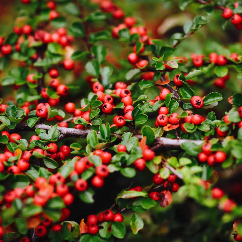 Cotoneaster Tarator, Cotoneaster Dammeri Major