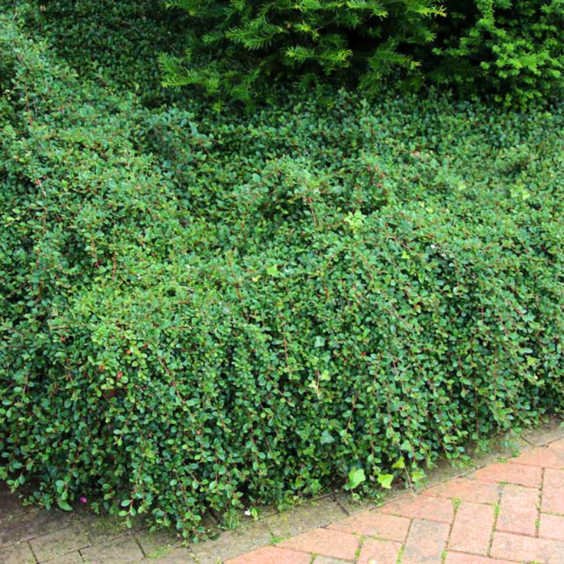 Cotoneaster Tarator, Cotoneaster Dammeri Major