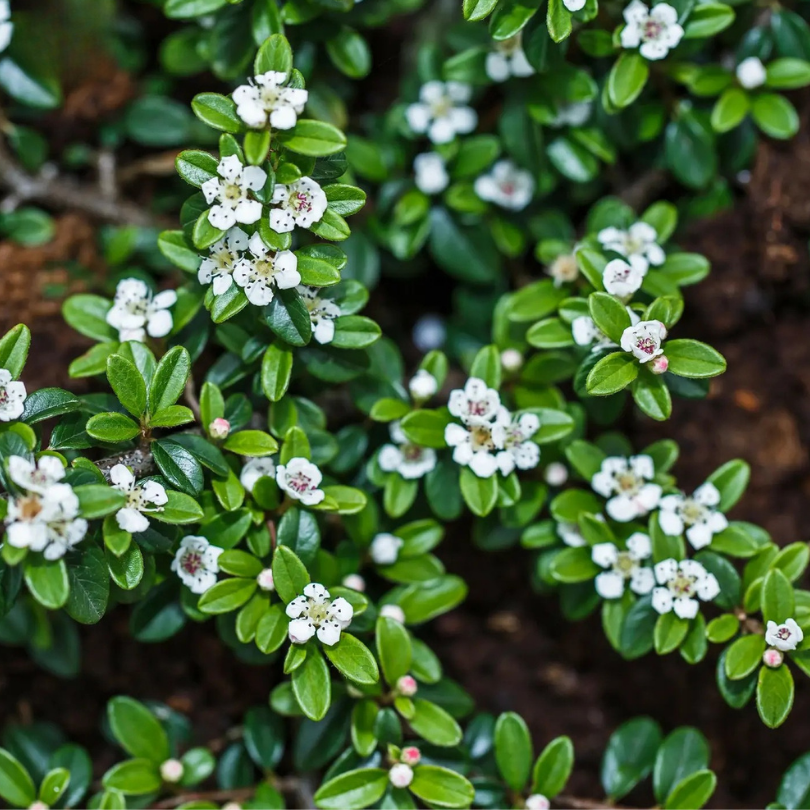 Cotoneaster Tarator, Cotoneaster Dammeri Major