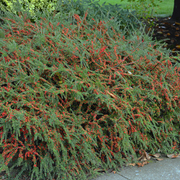 Cotoneaster Tarator, Cotoneaster Adpressus