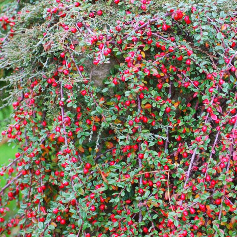 Cotoneaster Tarator, Cotoneaster Adpressus