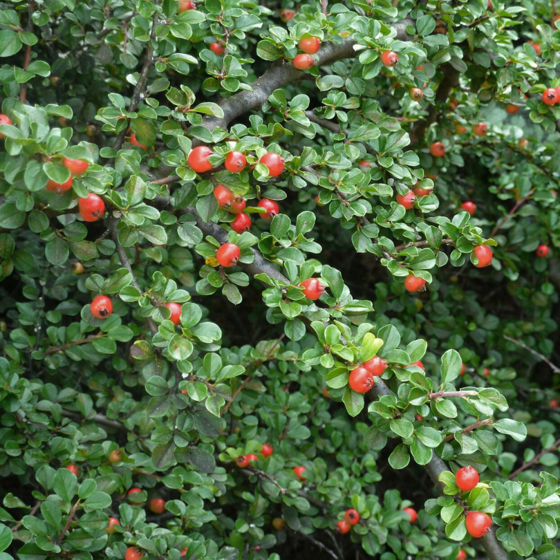 Cotoneaster Streib's Finding, Cotoneaster Procumbens