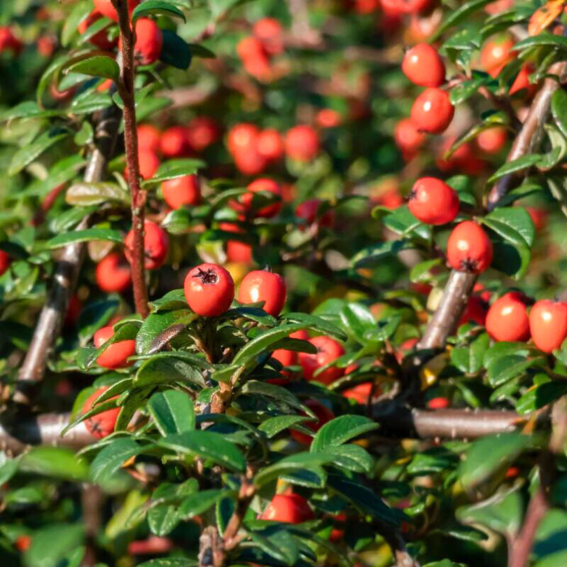 Cotoneaster Skogholm, Cotoneaster Suecicus Skogholm