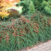 Cotoneaster Coral Beauty, Cotoneaster Suecicus Coral Beauty
