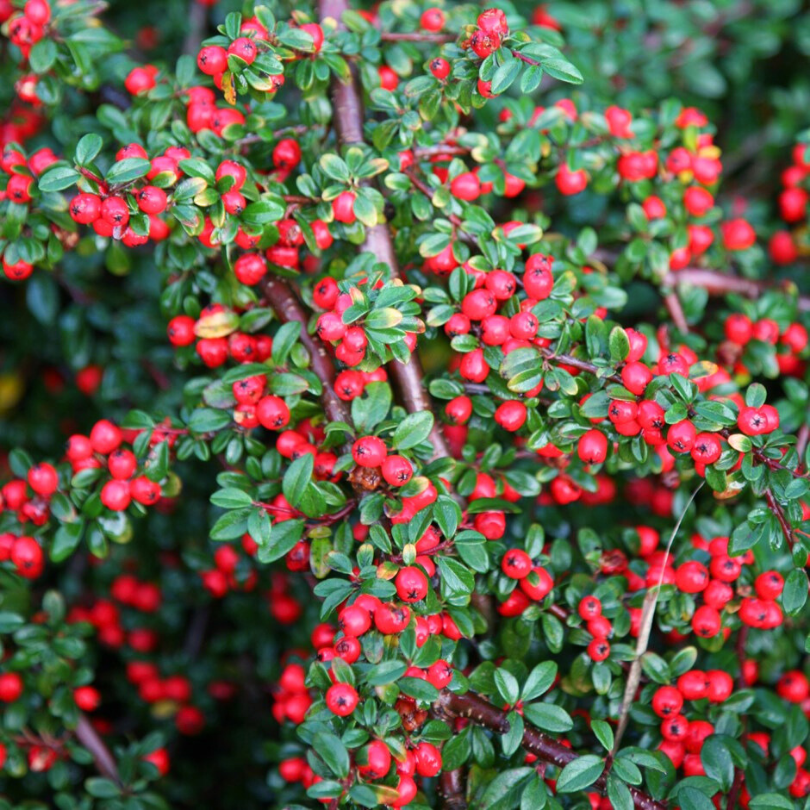 Cotoneaster Coral Beauty, Cotoneaster Suecicus Coral Beauty