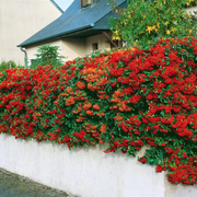 Piracanta cu Fructe Rosii, Red Column Pyracantha Coccinea