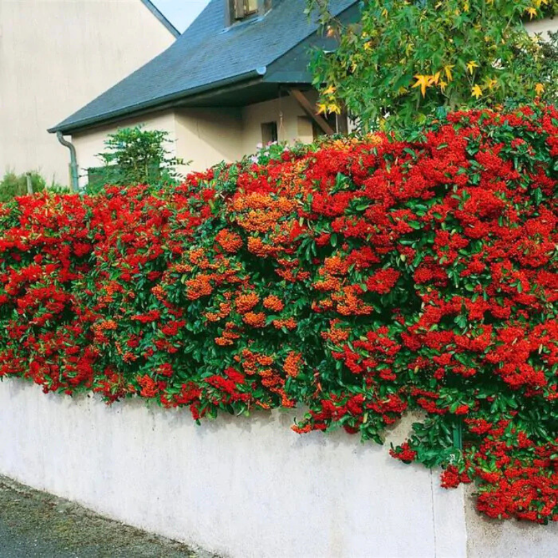 Piracanta cu Fructe Rosii, Red Column Pyracantha Coccinea