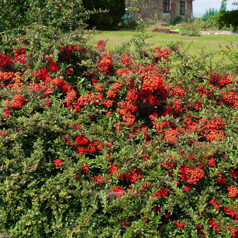 Piracanta cu Fructe Rosii, Pyracantha Coccinea Mohave