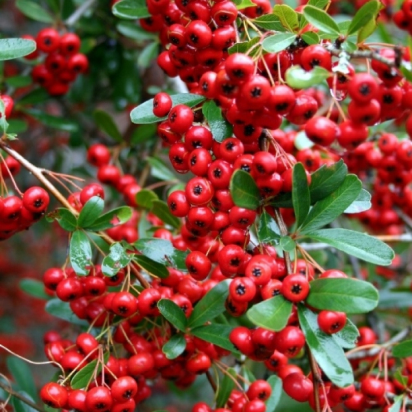 Piracanta cu Fructe Rosii, Pyracantha Coccinea Mohave