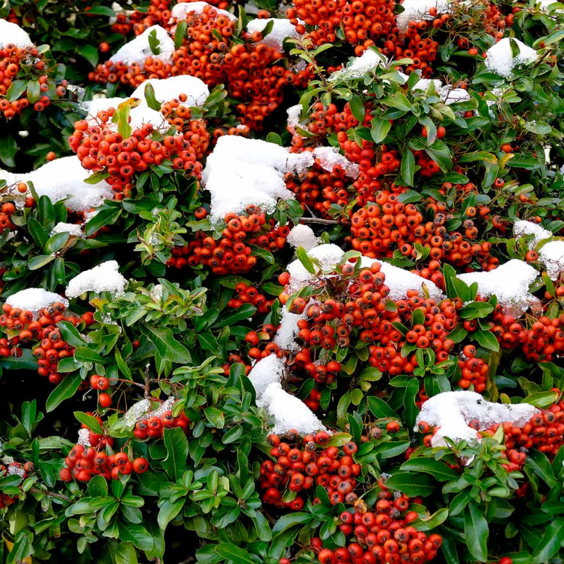 Piracanta cu Fructe Rosii, Pyracantha Coccinea Mohave