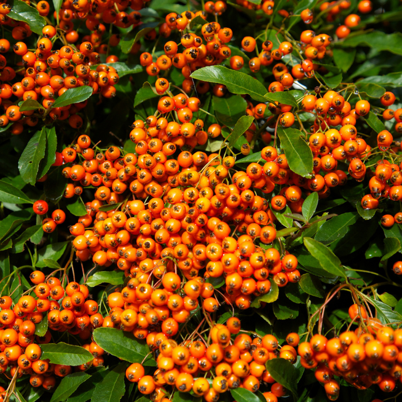 Piracanta cu Fructe Portocalii, Orange Glow Pyracantha Coccinea