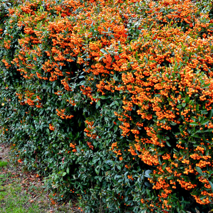 Piracanta cu Fructe Portocalii, Orange Glow Pyracantha Coccinea