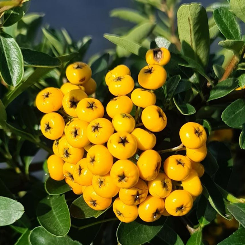Piracanta cu Fructe Galbene, Pyracantha Coccinea Sunny Star