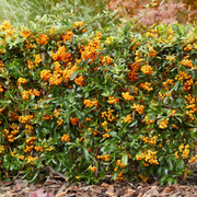 Piracanta cu Fructe Galbene, Pyracantha Coccinea Sunny Star