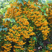 Piracanta cu Fructe Galbene, Pyracantha Coccinea Soleil d`Or