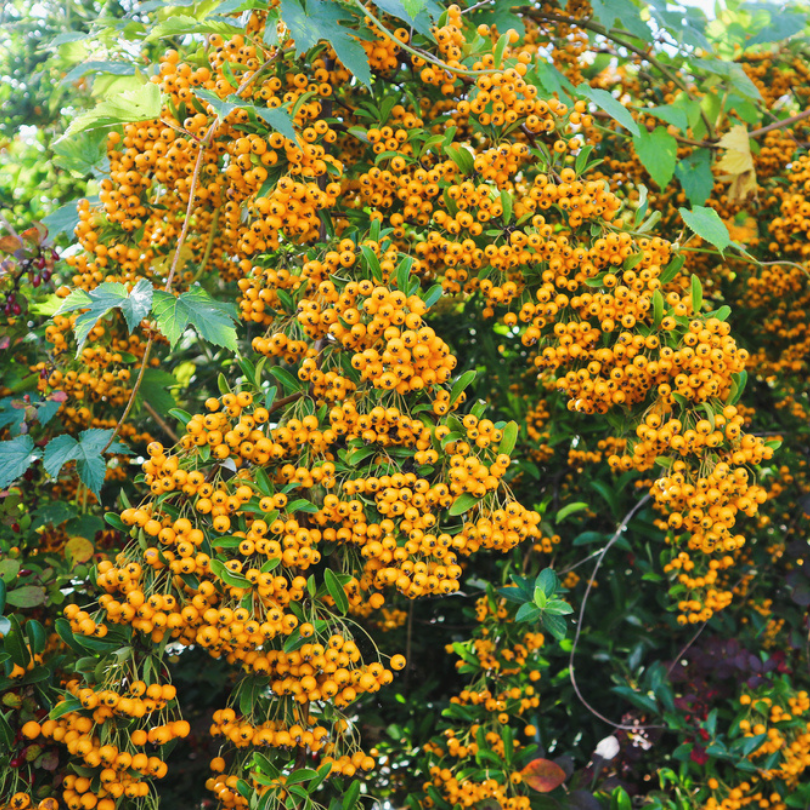 Piracanta cu Fructe Galbene, Pyracantha Coccinea Soleil d`Or