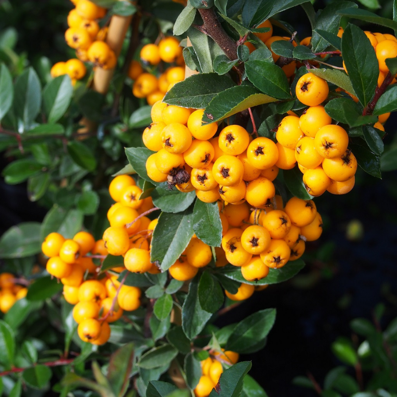 Piracanta cu Fructe Galbene, Golden Charmer Pyracantha