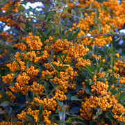 Piracanta cu Fructe Galbene, Golden Charmer Pyracantha