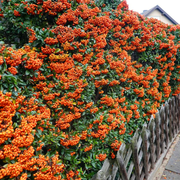 Catina Ornamnetala, Pyracantha Coccinea
