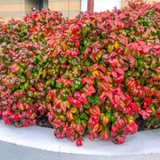 Bambus Sfant, Nandina Domestica Firepower